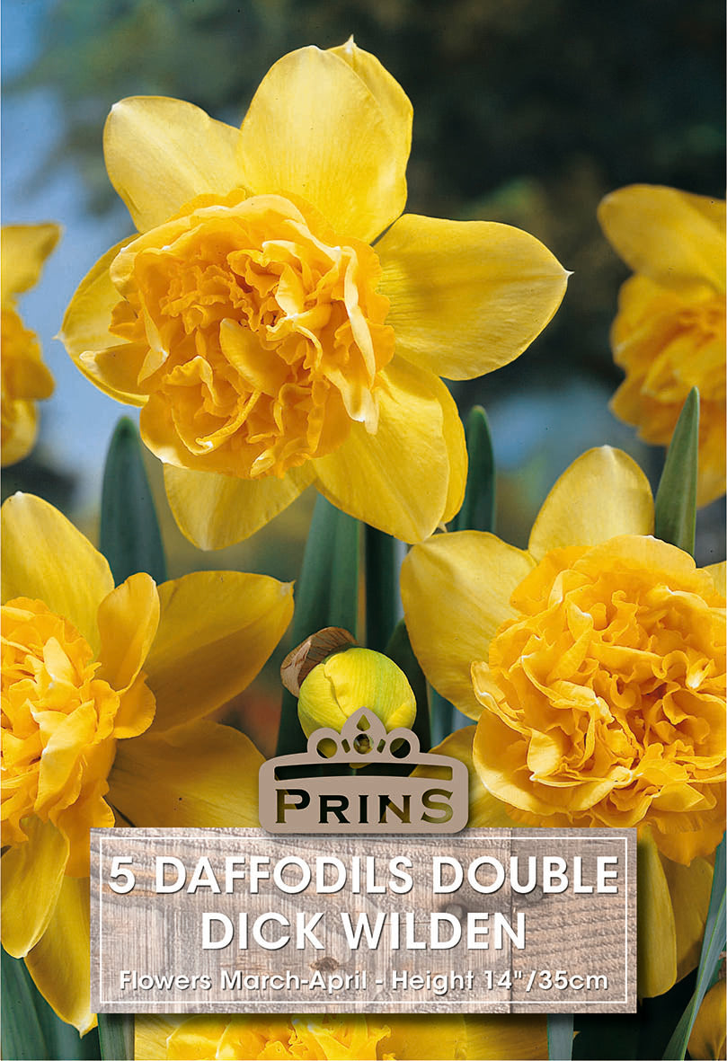 Daffodil Dick Wilden 5 Per Pack