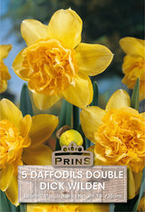 Daffodil Dick Wilden 5 Per Pack