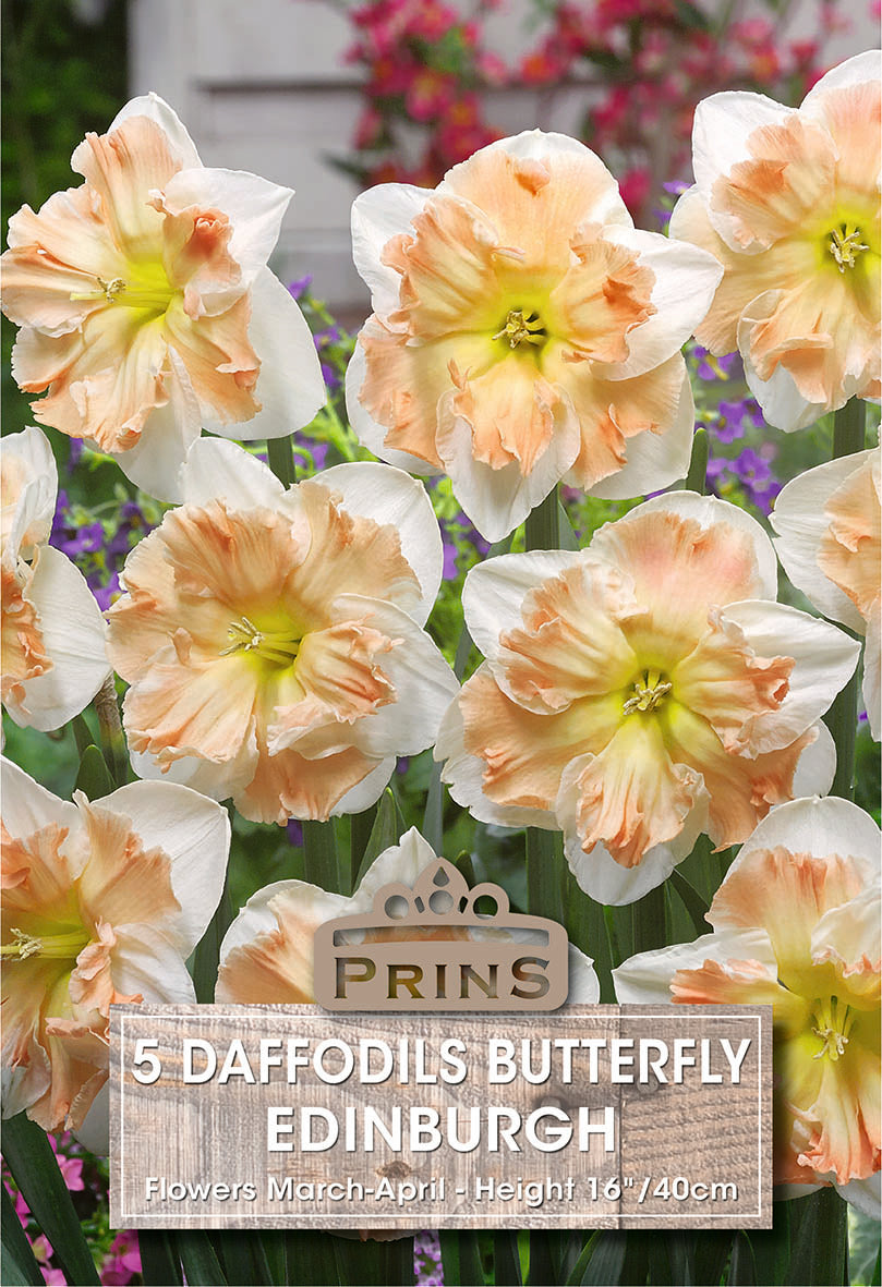 Daffodil Edinburgh 5 Per Pack
