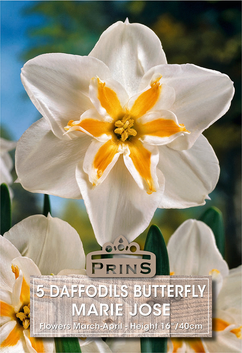 Daffodil Marie Jose 5 Per Pack