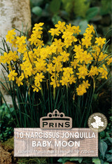 Narcissi Baby Moon 10 Pack