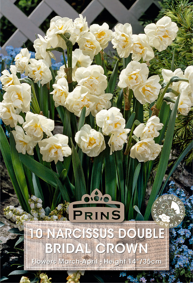 Narcissus Bridal Crown 10 Per Pack