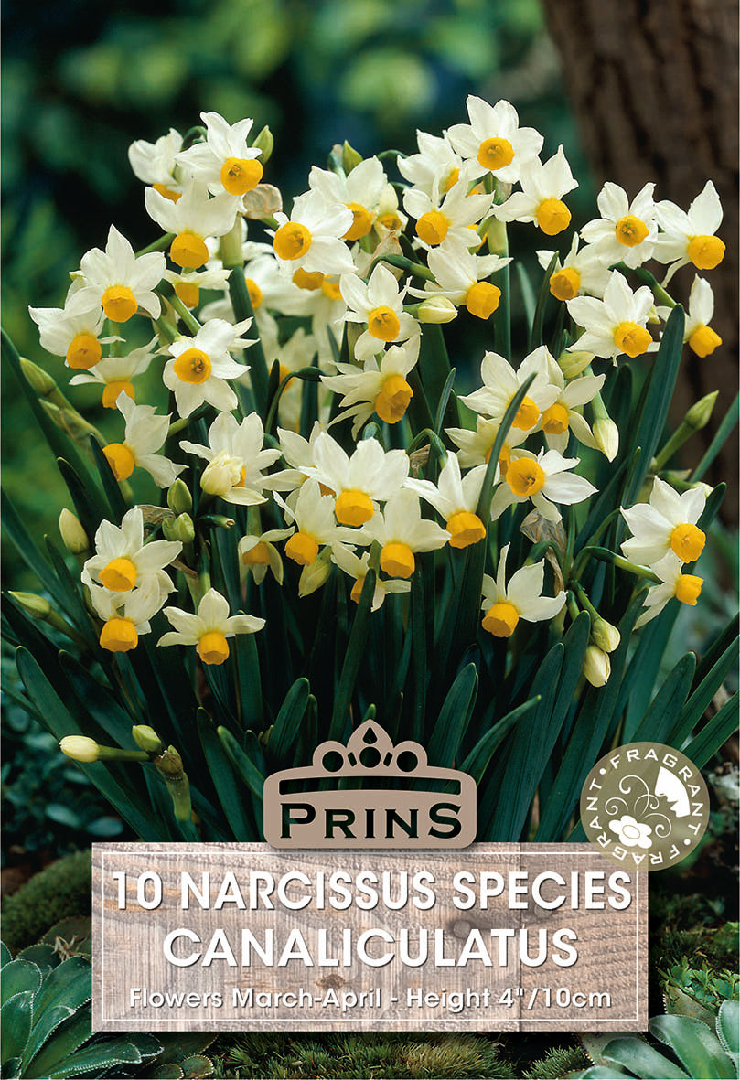 Narcissus Canaliculatus 10 Per Pack