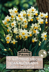 Narcissus Canaliculatus 10 Per Pack