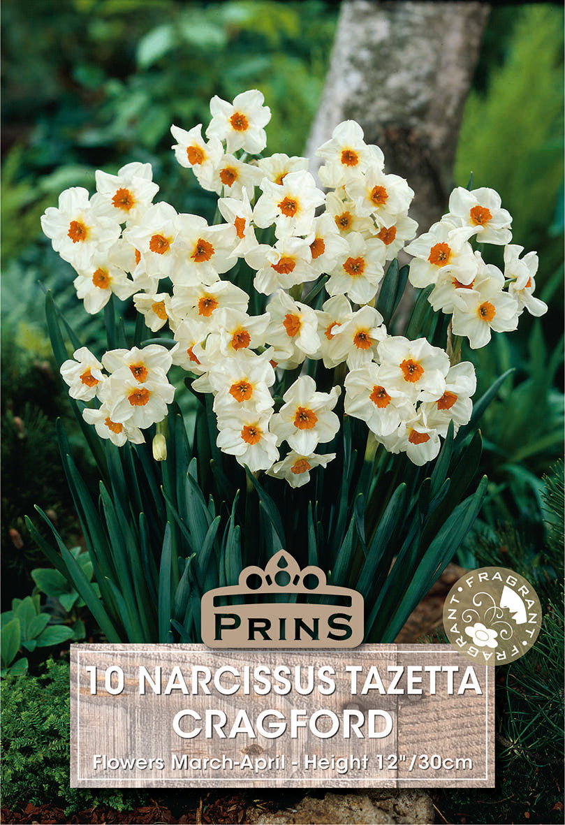 Narcissi Cragford 10 Pack