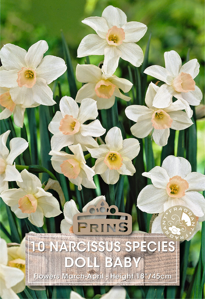 Narcissus Segovia 10 Per Pack