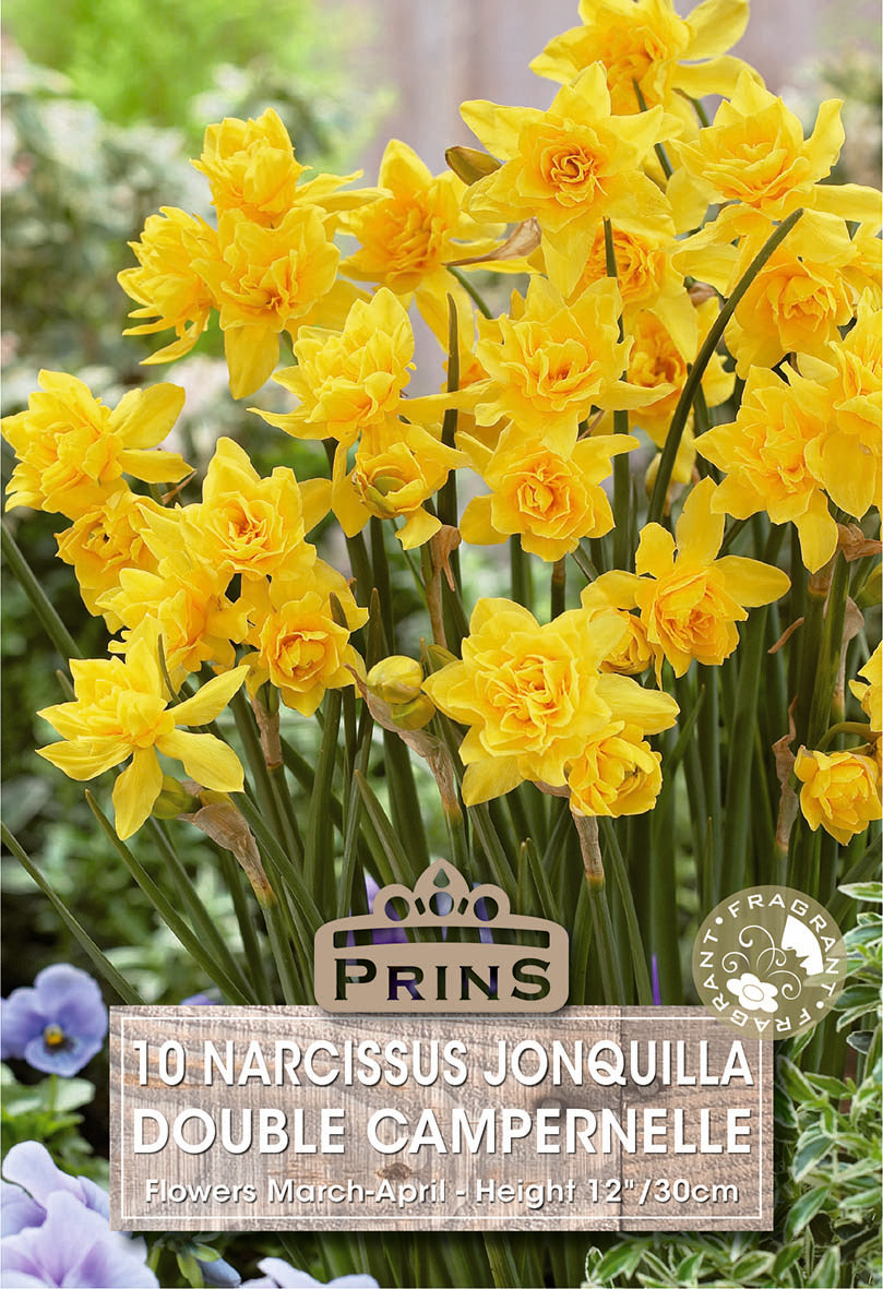Narcissus Double Campernelle