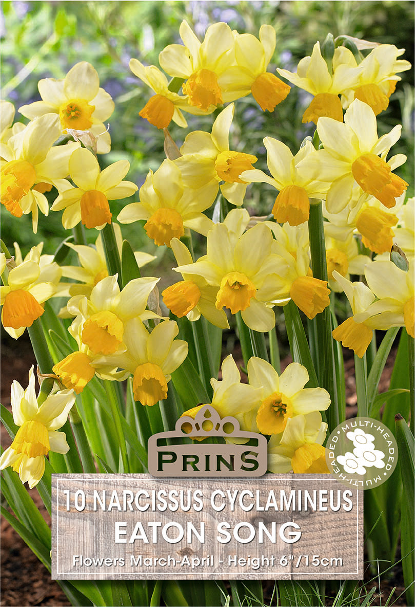 Narcissus Eaton Song 10 Per Pack
