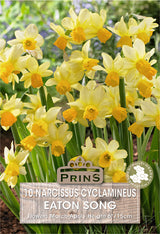 Narcissus Eaton Song 10 Per Pack