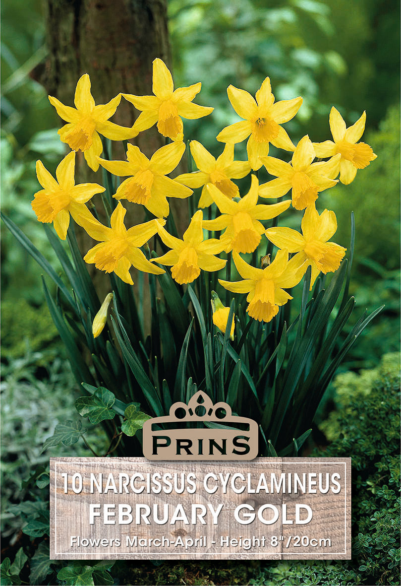 Narcissus February Gold 10 Per Pack