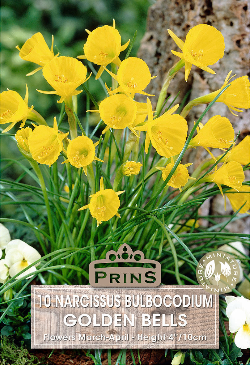 Narcissi Golden Bells 10 Pack