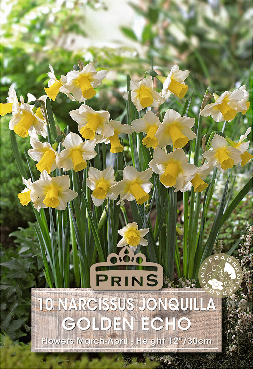 Narcissus Golden Echo 10 Pack