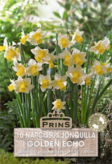 Narcissus Golden Echo 10 Pack