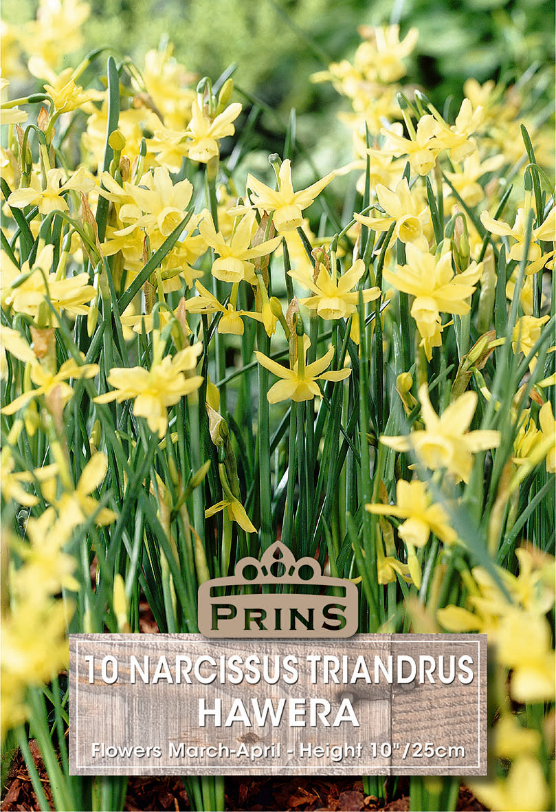 Narcissi Hawera 10 Pack