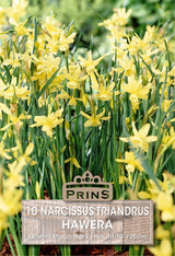 Narcissi Hawera 10 Pack