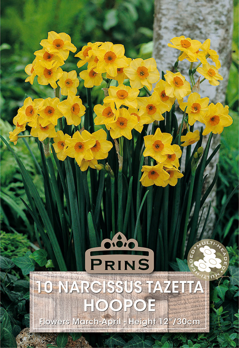 Narcissus Hoopoe 10 Per Pack