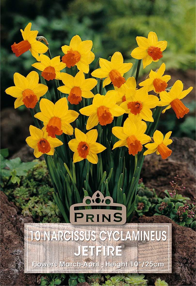 Narcissus Jetfire 10 Pack
