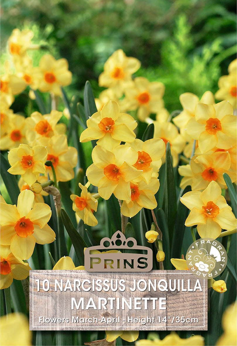 Narcissus Martinette 10 P.er Pack