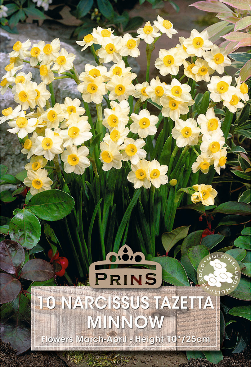 Narcissi Minnow 10 Pack