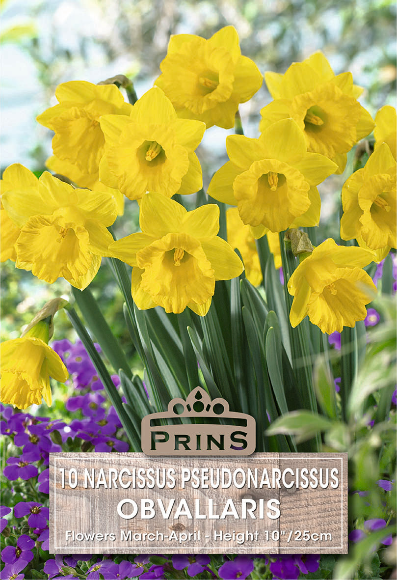 Narcissus Obvallaris 10 Per Pack