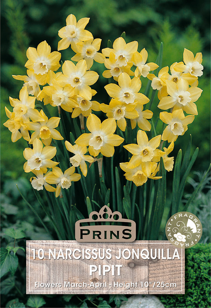 Narcissus Hillstar 10 Per Pack