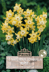 Narcissus Hillstar 10 Per Pack