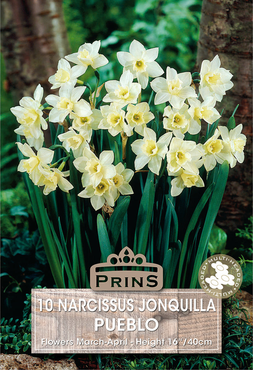 Narcissi Jack Snipe 10 Pack
