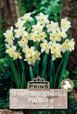 Narcissi Jack Snipe 10 Pack