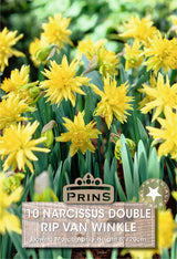 Narcissus Rip Van Winkle 10 Per Pack
