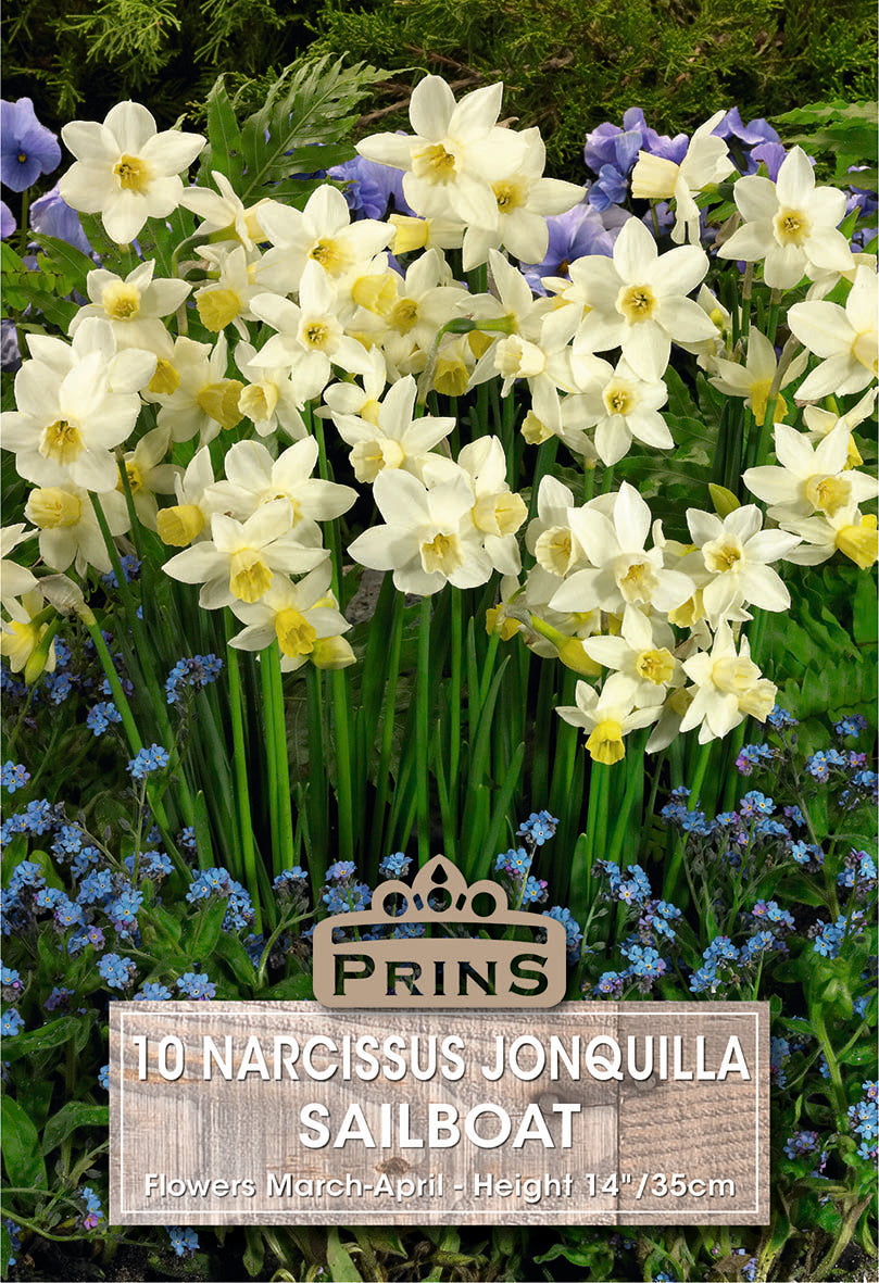 Narcissi Sailboat 10 Pack