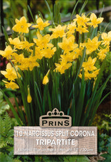 Narcissi Tripartite 10 Pack