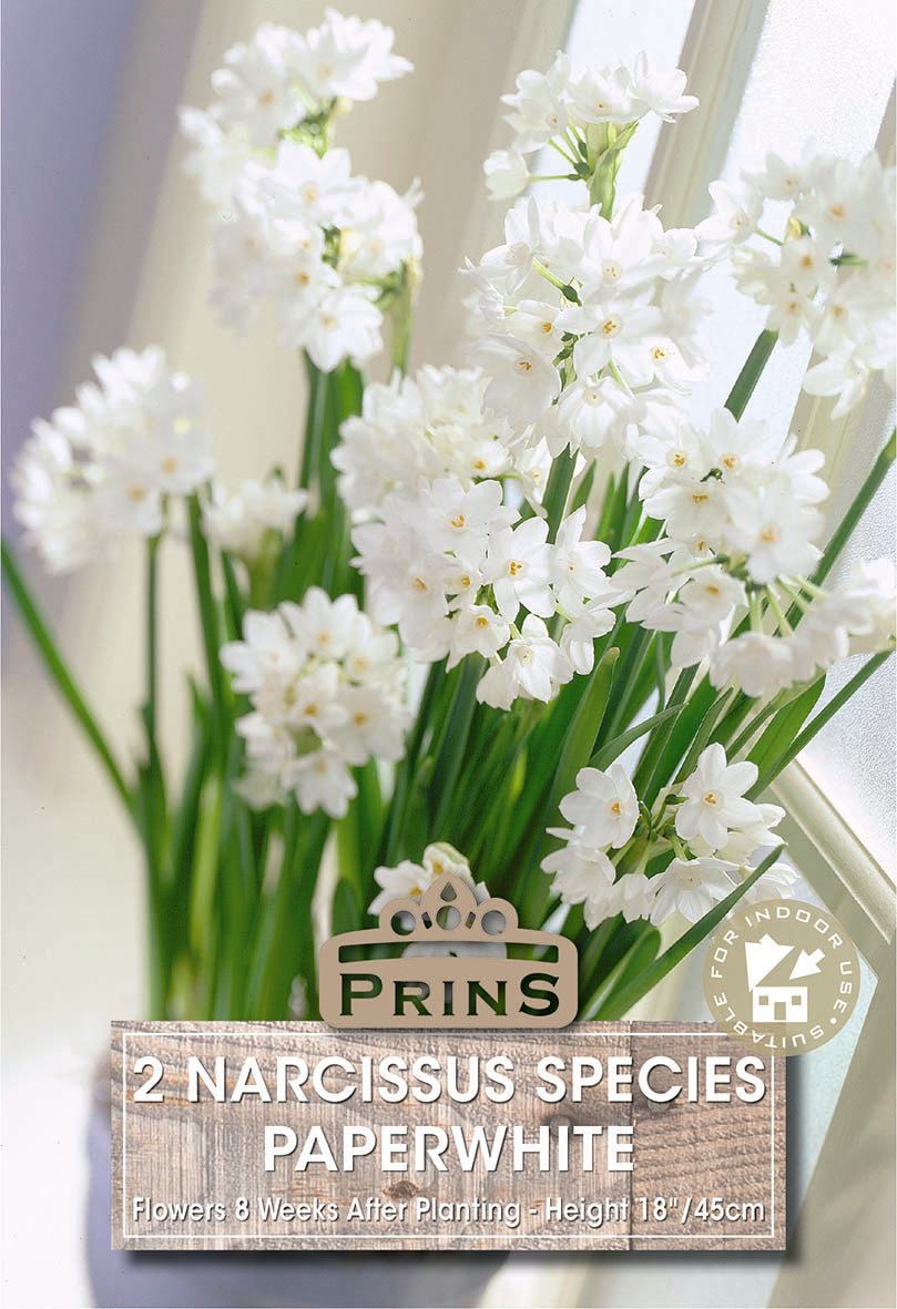 Narcissi Paperwhite 10 Pack