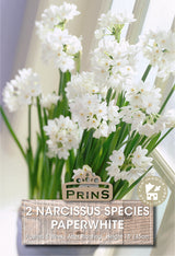 Narcissi Paperwhite 10 Pack