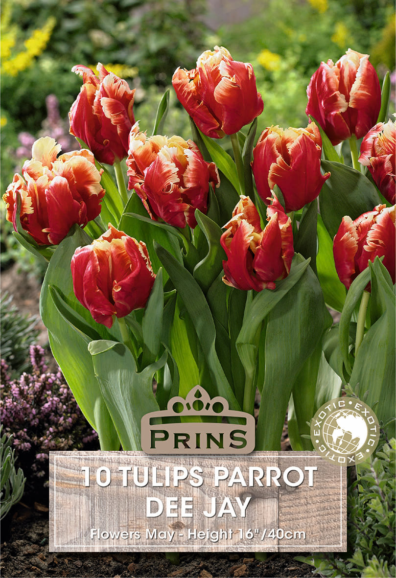 Tulips Dee Jay 10 Per Pack