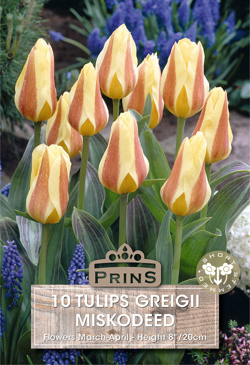 Tulips Miskodeed 10 Per Pack