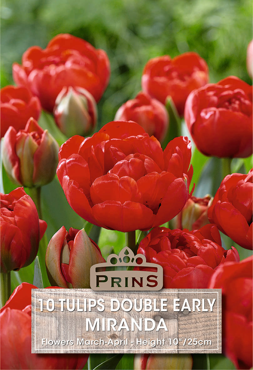 Tulips Miranda 10 Per Pack