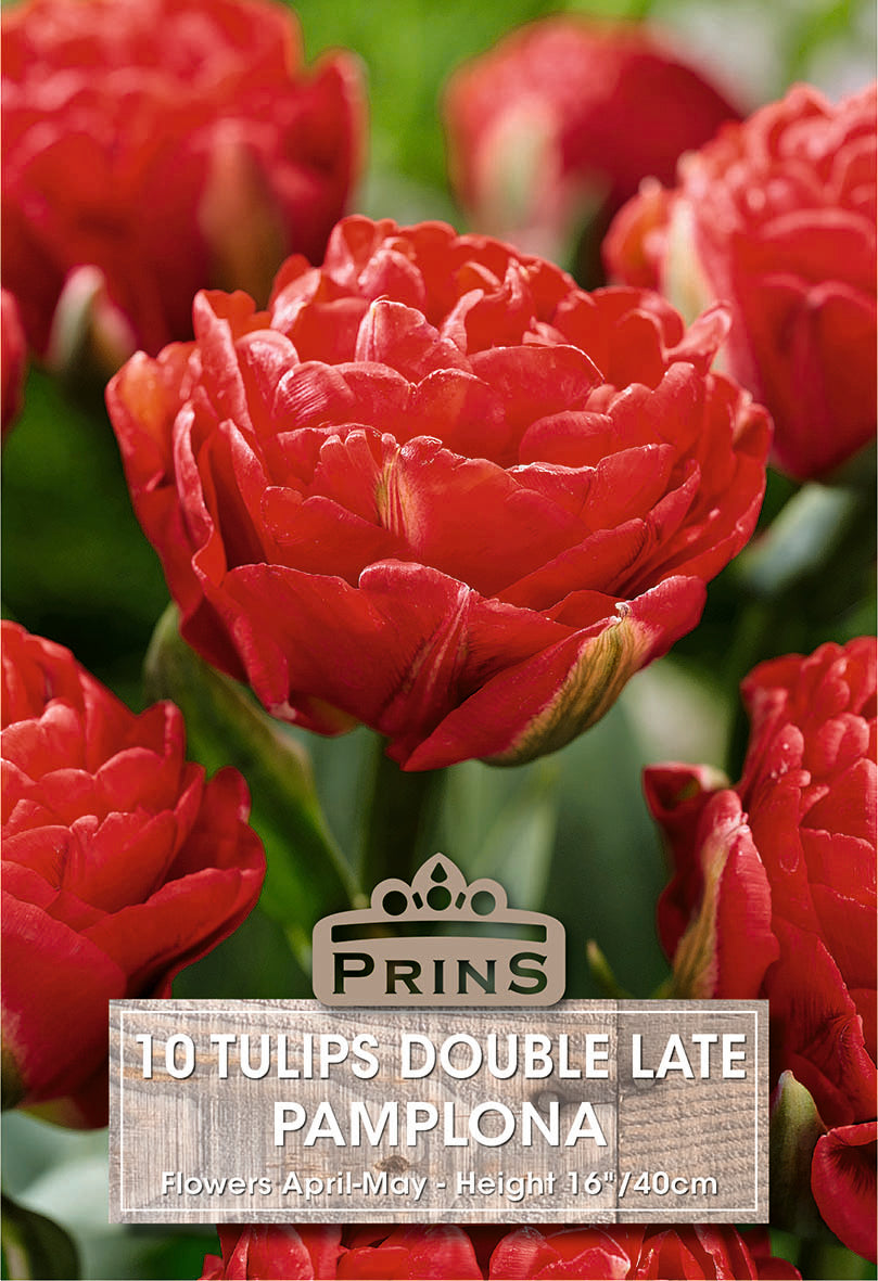 Tulips Pamplona 10 Per Pack
