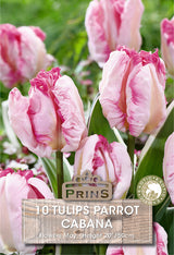 Tulips Cabana 10 Per Pack