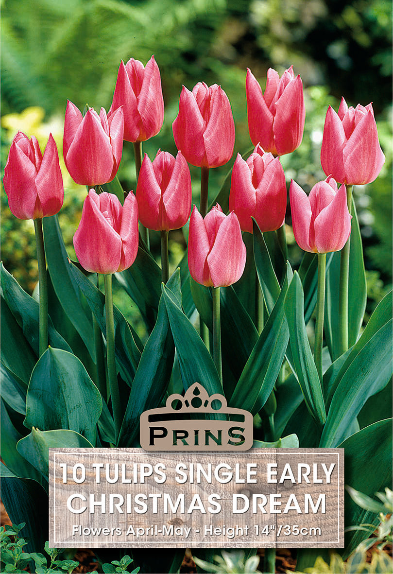 Tulips Christmas Dream 10 Per Pack
