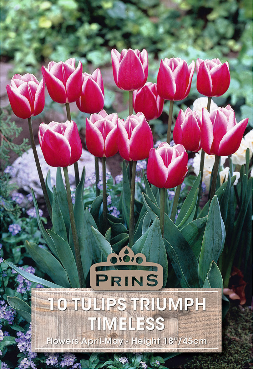 Tulips Timeless 10 Per Pack