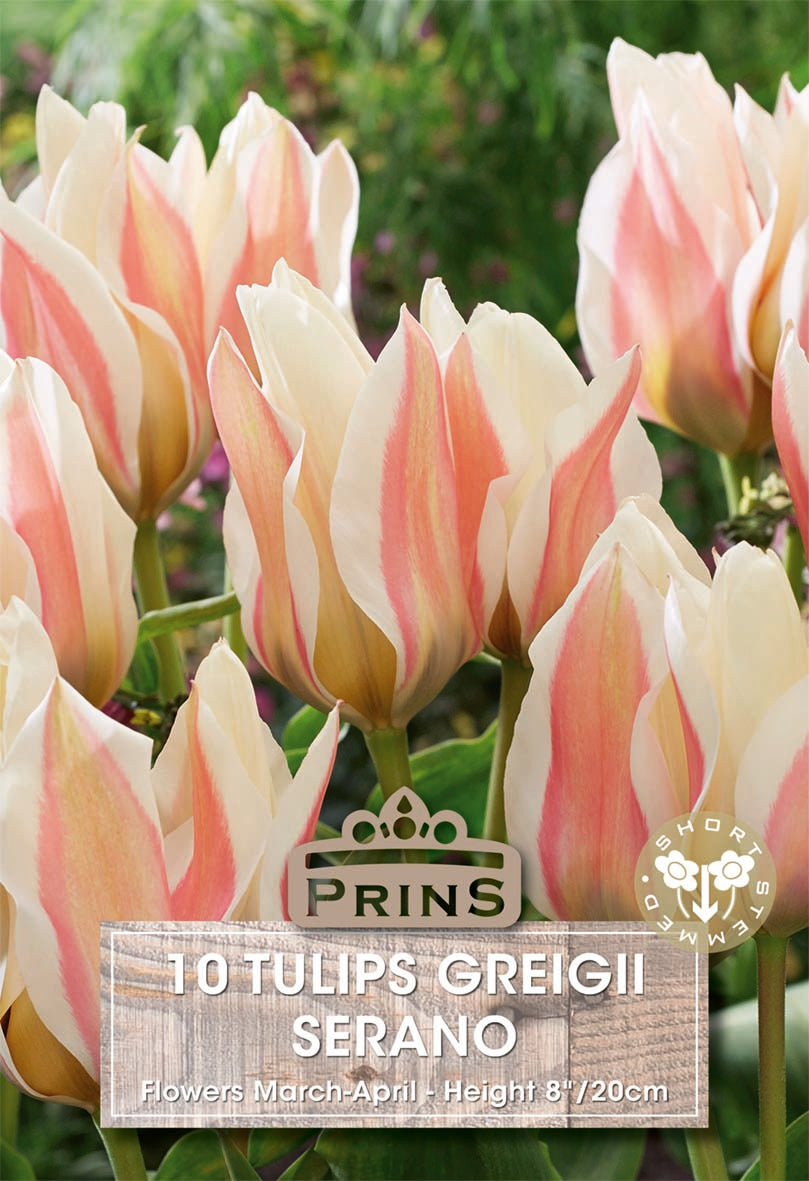 Tulips Serano 10 Per Pack