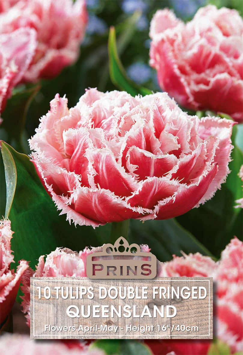 Tulips Queensland 10 Per Pack
