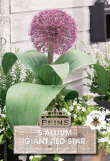 Allium Giant R GIANT RED STAR 5 P.P.