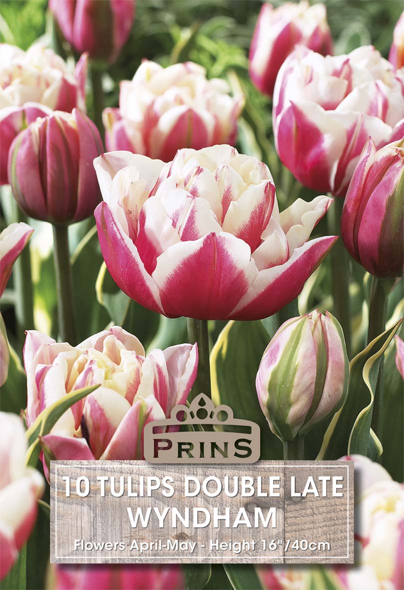 Tulips Wyndham 10 Per Pack