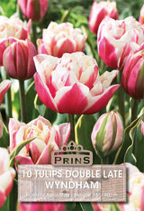 Tulips Wyndham 10 Per Pack