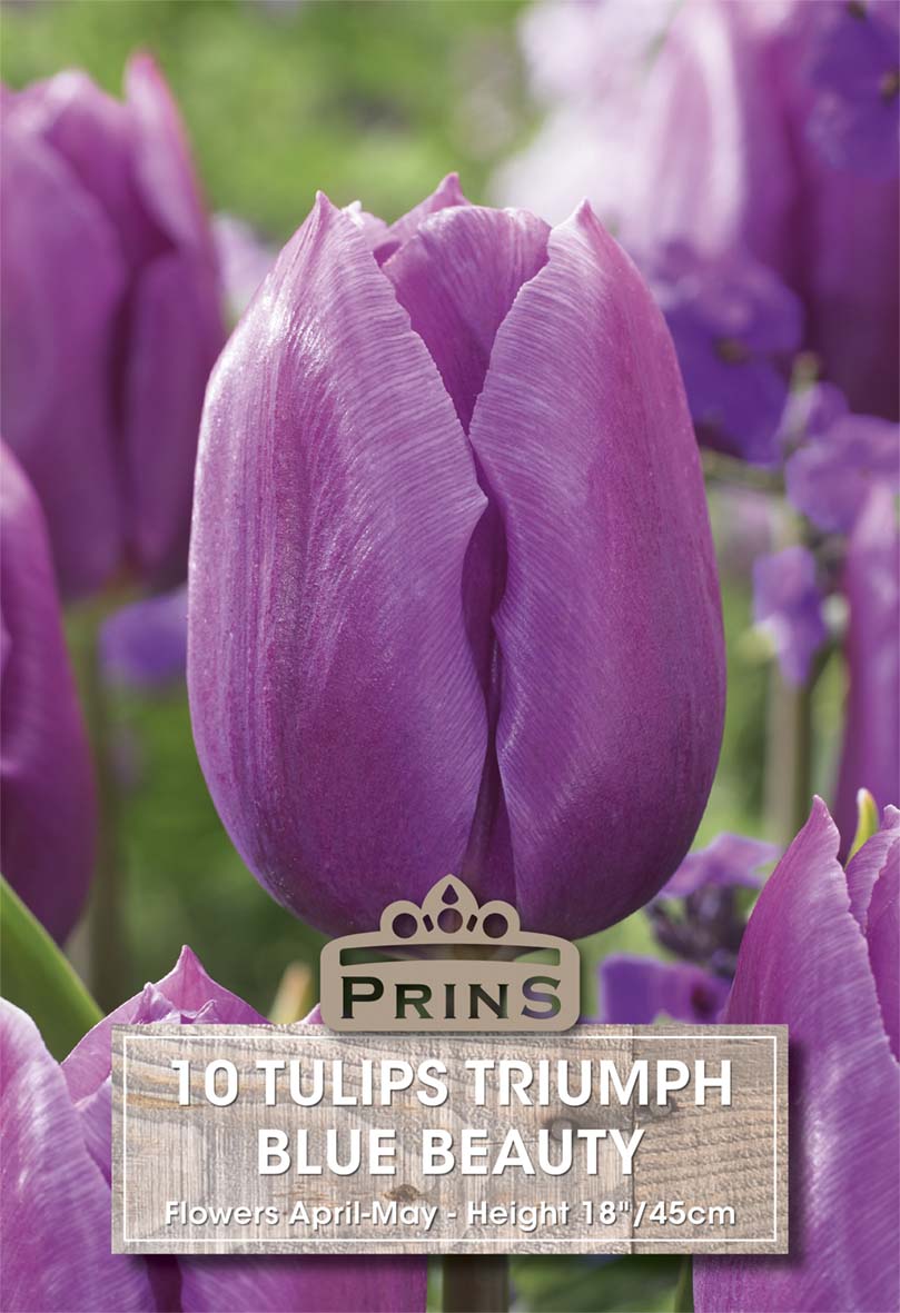 Tulips Blue Beauty 10 Per Pack