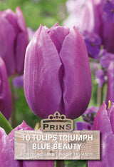 Tulips Blue Beauty 10 Per Pack