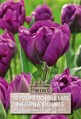 Tulips Negrita Double 10 Per Pack