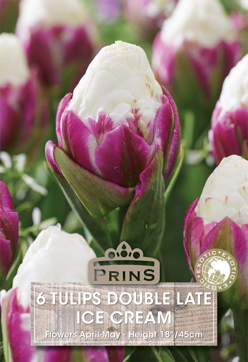 Tulips Ice Cream 6 Per Pack