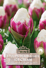 Tulips Ice Cream 6 Per Pack